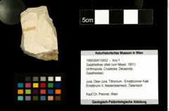 Foto (Objekt + Etiketten) von Galatheithes zitteli (von Meyer, 1851) 